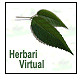 Herbario virtual de les Illes Balears