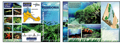 The prairies of oceanic Posidonia in Formentera